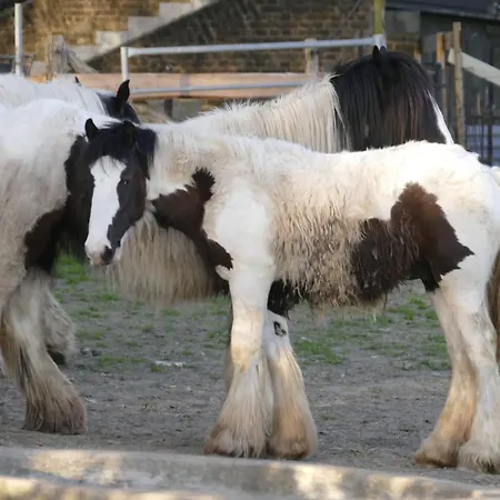 Meschermolen 13 アイスデン