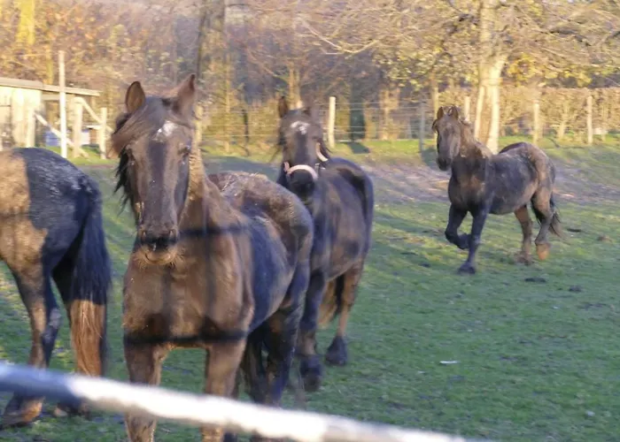 Apartamento Meschermolen 13