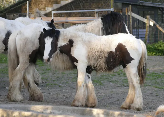 Meschermolen 13 Эйсден