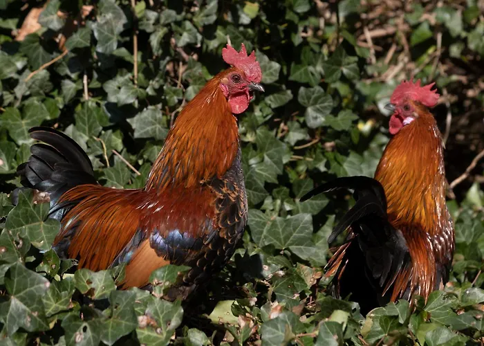 Апартаменты Meschermolen 13