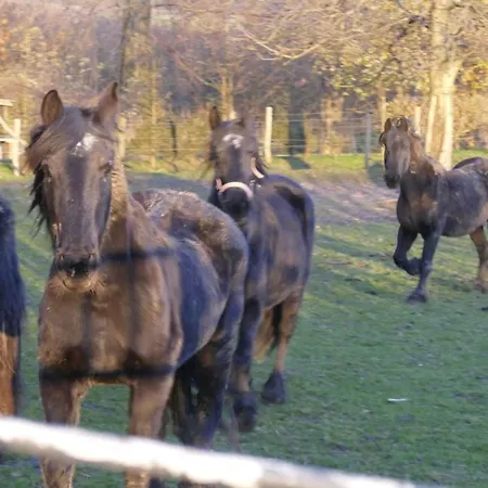 Apartament Meschermolen 13