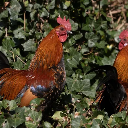 Apartament Meschermolen 13