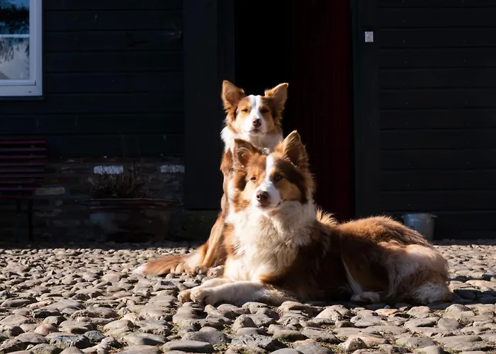 Meschermolen 13 דירה *